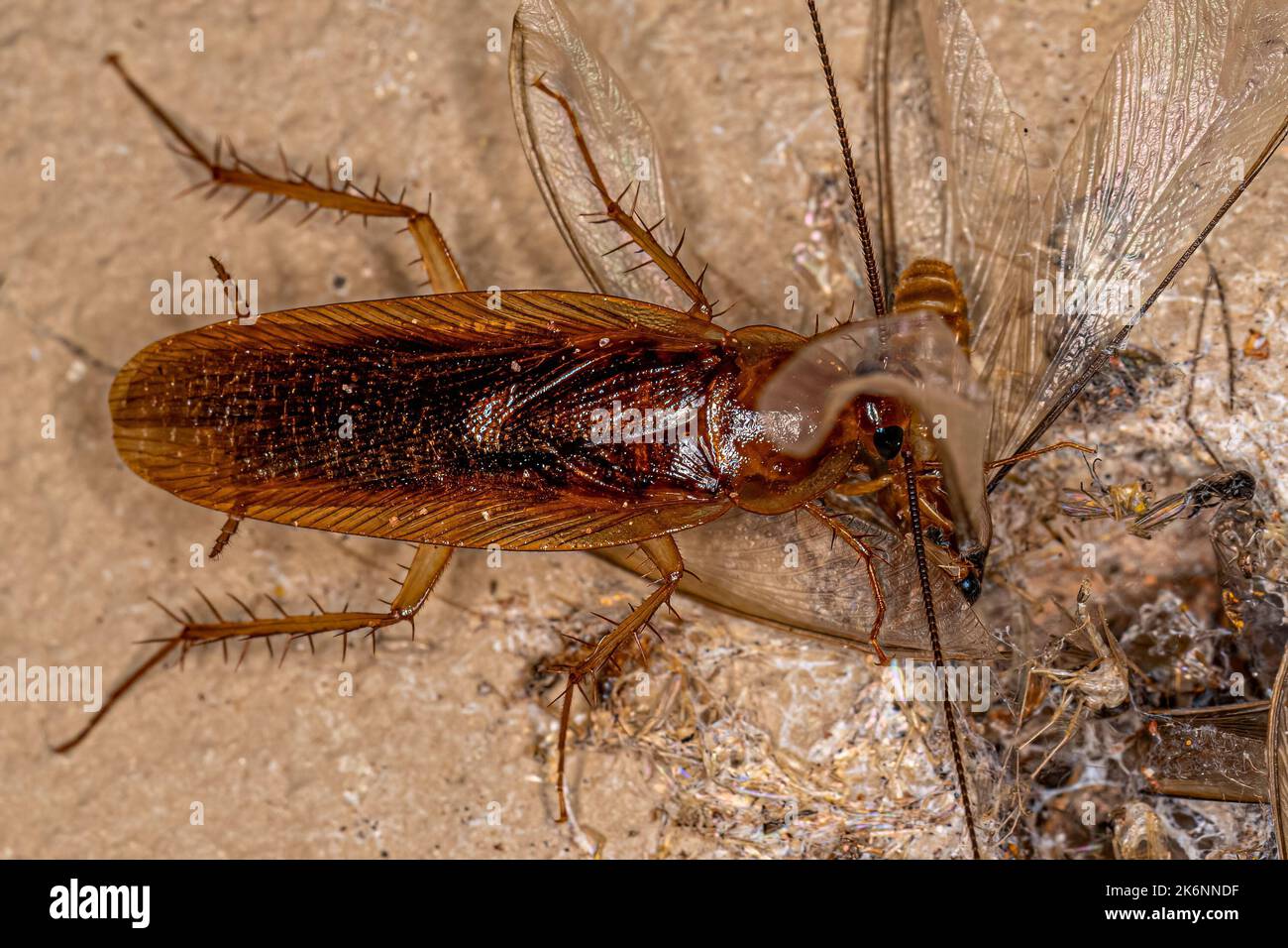 Cockroach di legno adulto della famiglia Ectobiidae che mangia una termite alata Foto Stock