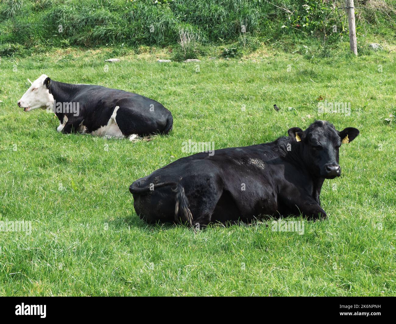 Vacca nera giacente su erba verde. Mucche su pascolo libero. Foto Stock