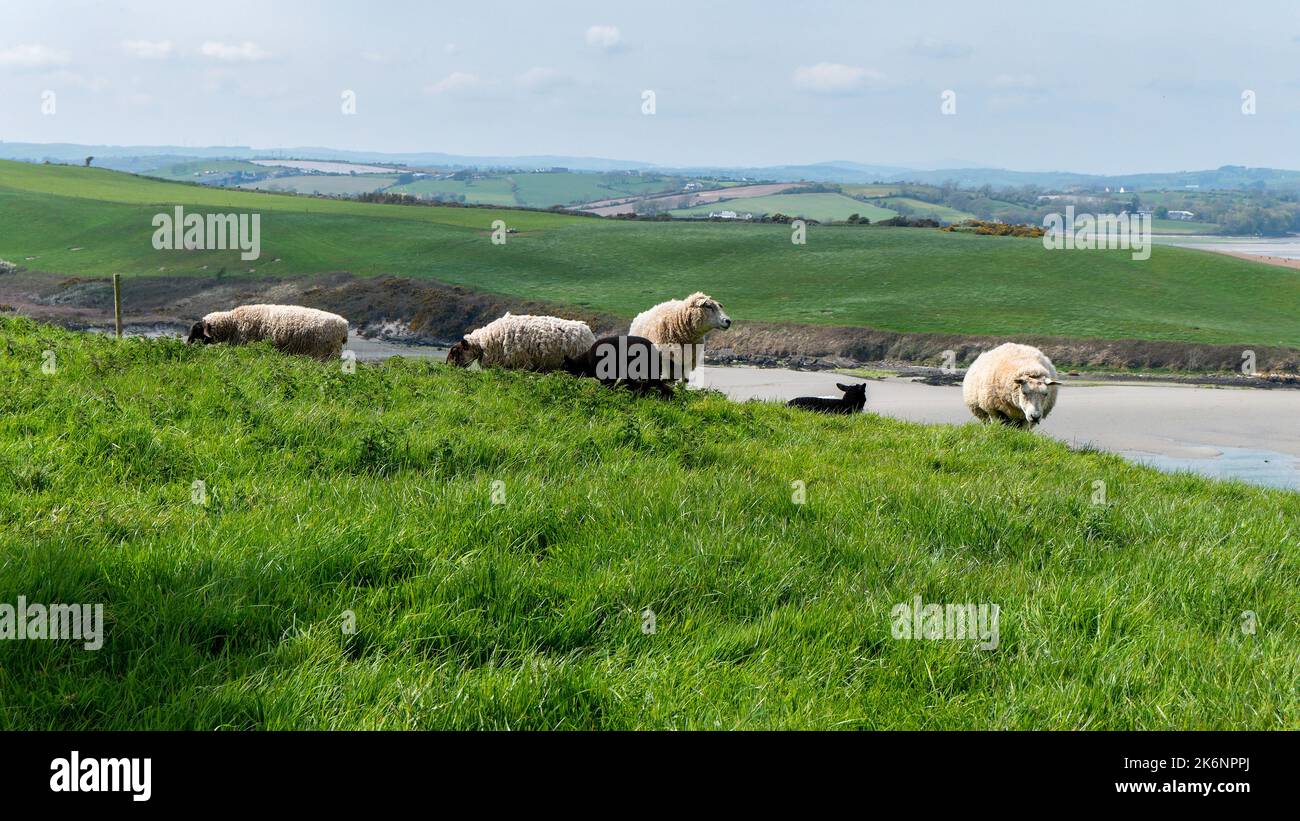 Pecore pascolano. Qualche pecora in un pascolo. Pascolo libero di bestiame. Paesaggio agricolo. Pecora bianca su prato verde Foto Stock