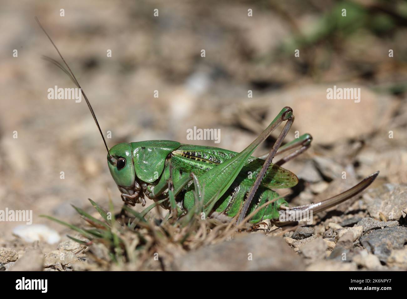 femmina verruca-biter bush-cricket seduta a terra Foto Stock
