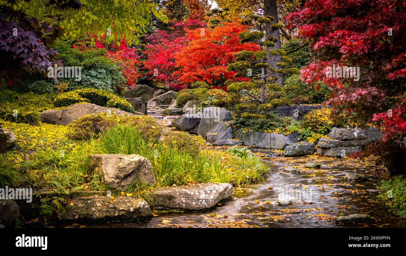 Architettura del giardino giapponese con colorate foglie autunnali e un piccolo ruscello idilliaco fiancheggiato da rocce a forma nel giardino botanico Planten un Blomen. Foto Stock
