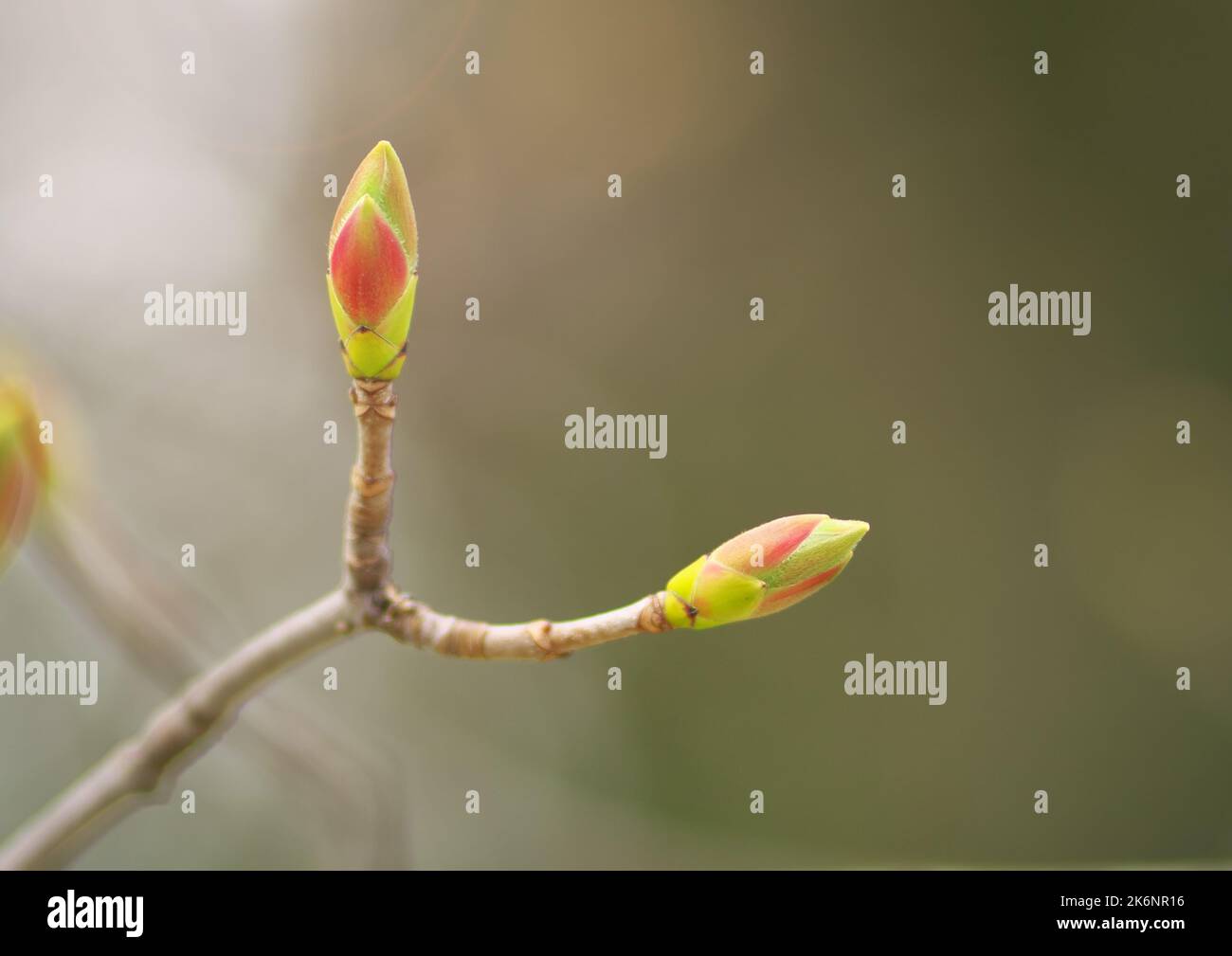 Macro di primavera fiore germoglio sul ramo albero. Composizione della natura. Foto Stock