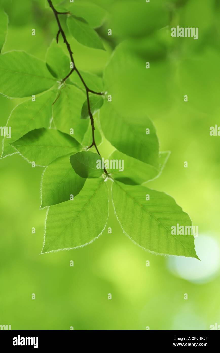 Foglia di primavera di faggio e bellissimo sfondo bokeh. Scenario naturale. Foto Stock