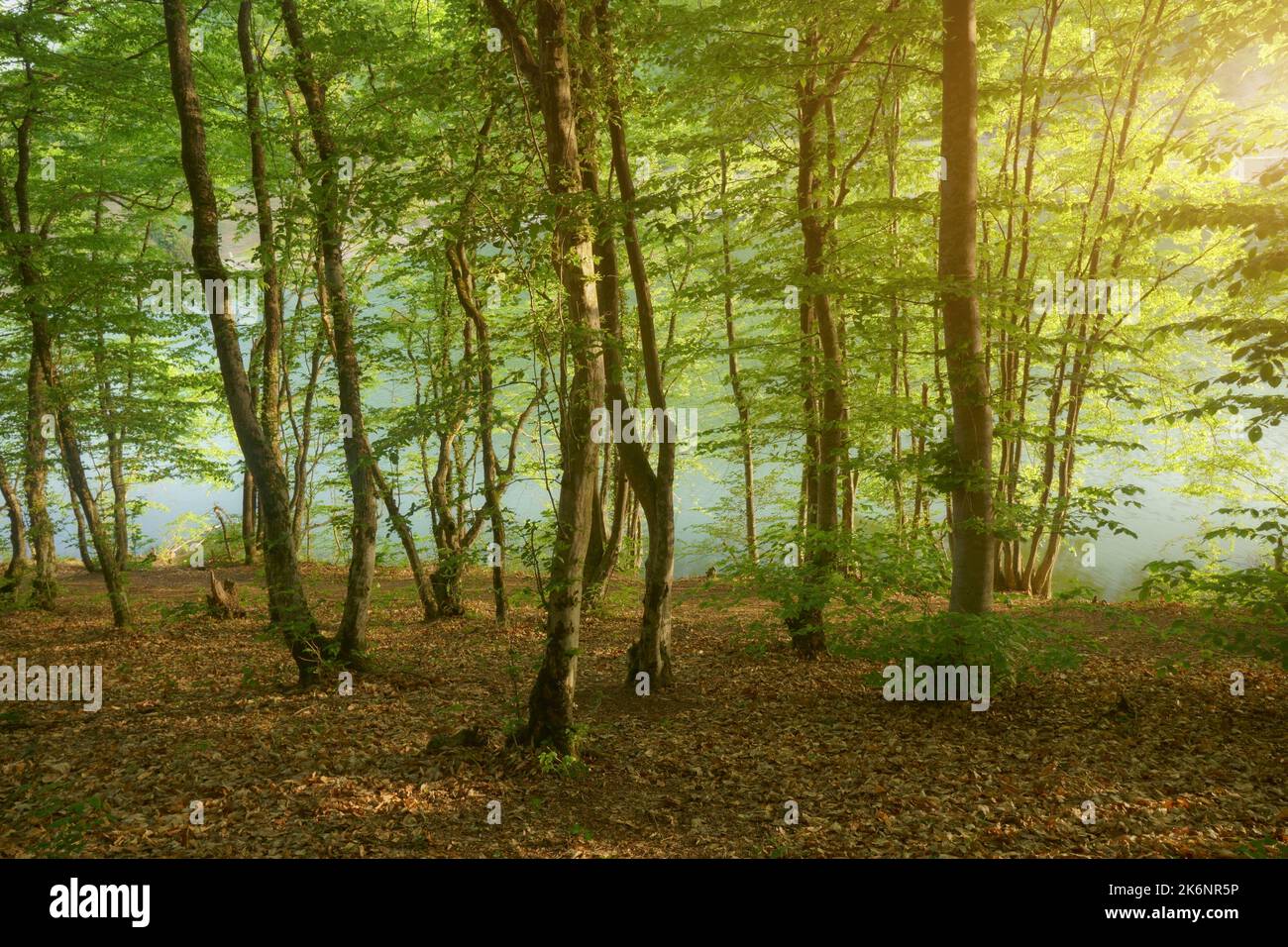 Profondo in montagna. Foresta e stagno. Paesaggio naturale. Foto Stock