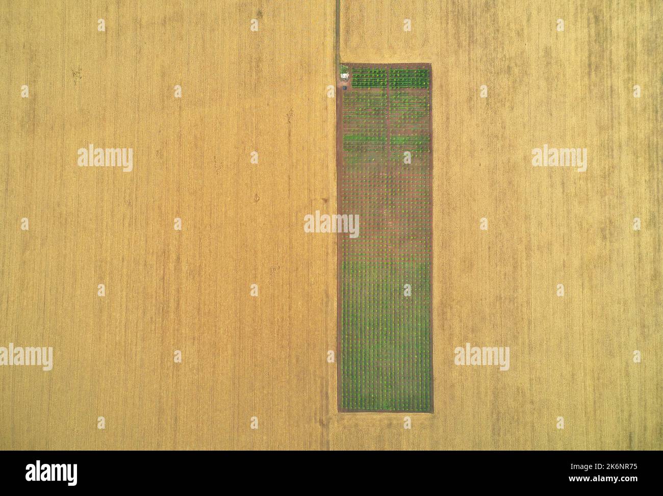 Prati e campi patchwork. Immagine aerea. Foto Stock
