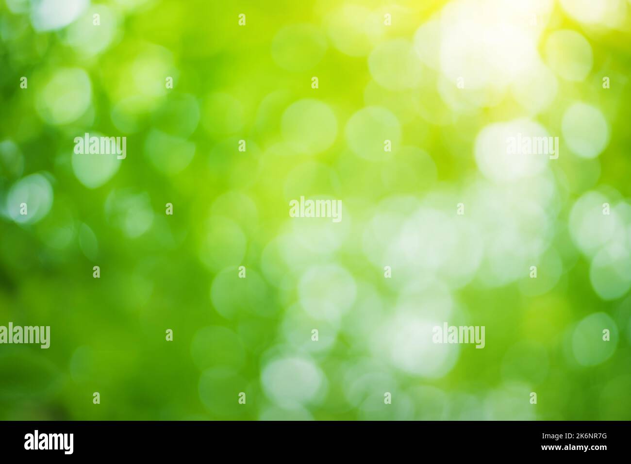 Sfondo fogliame bokeh. Elemento di progettazione. Foto Stock