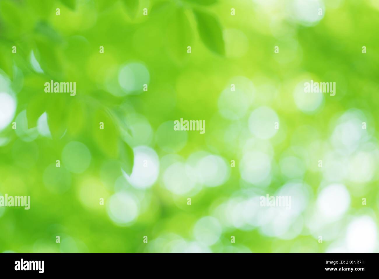 Sfondo fogliame bokeh. Elementi di design. Foto Stock