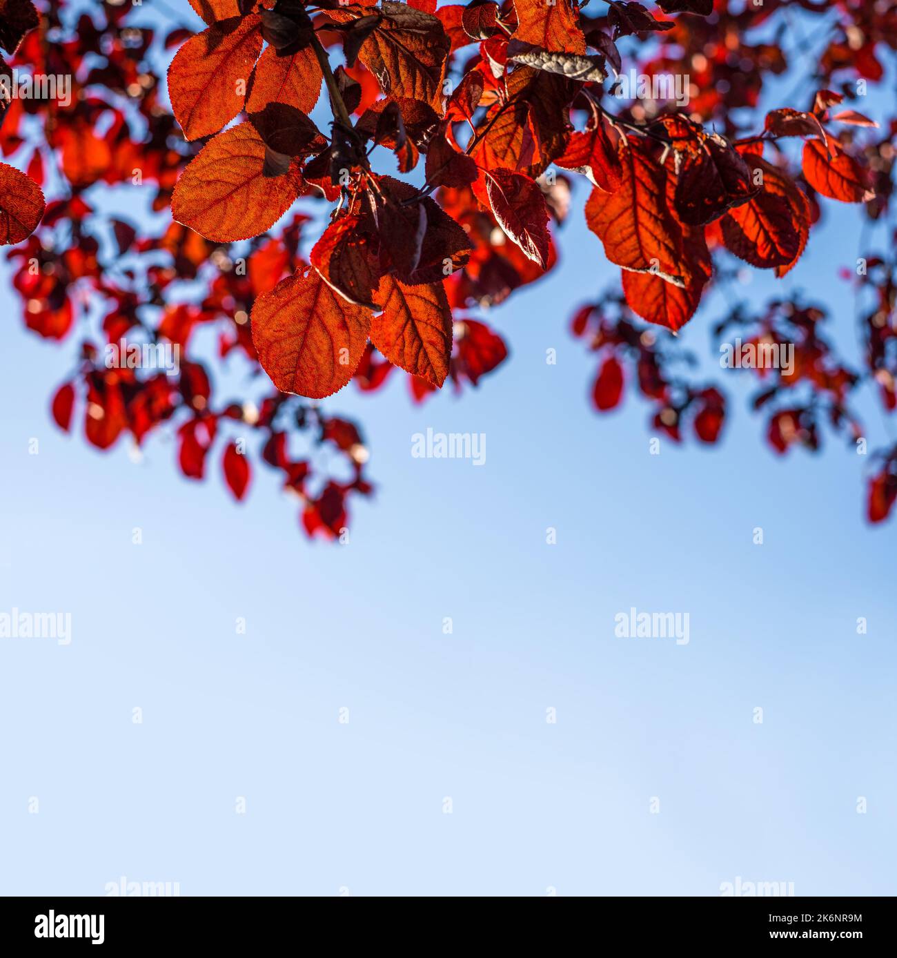 Foglie autunnali colorate rosse, sfondo cielo blu con spazio copia. Concetto autunnale Foto Stock