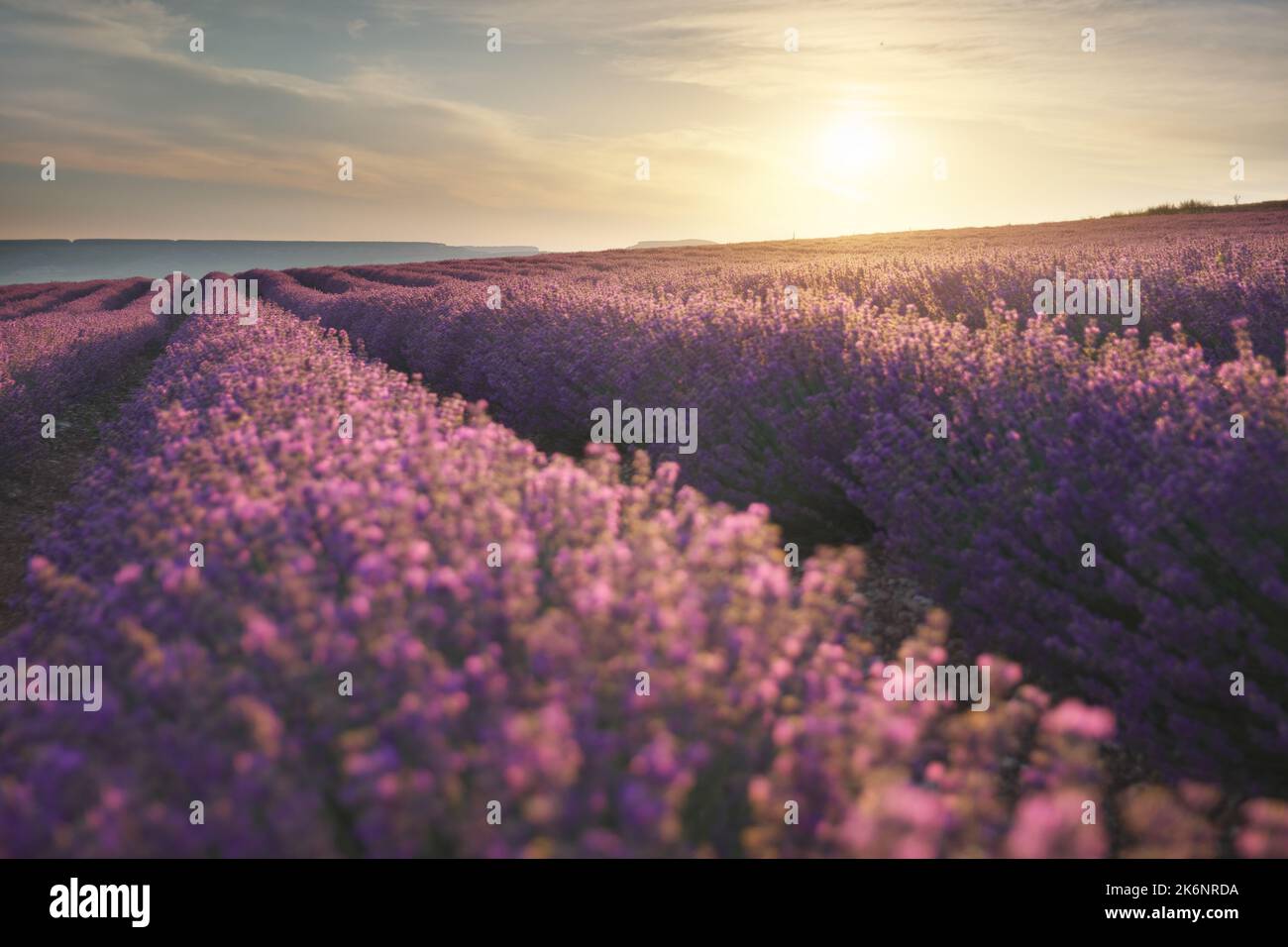 Prato di lavanda all'alba. Composizione della natura. Foto Stock