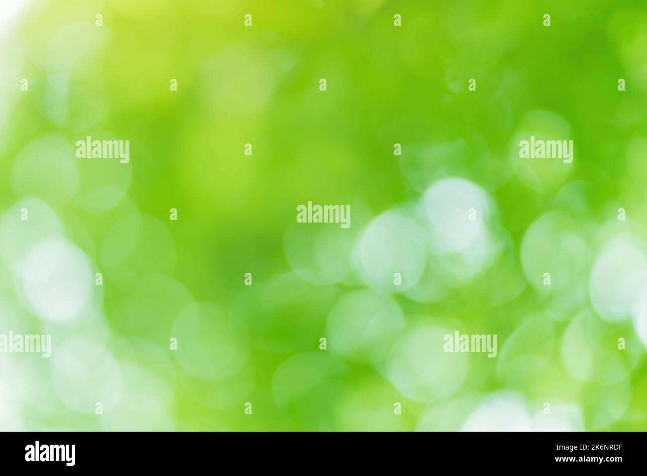 Sfondo fogliame bokeh. Elementi di design. Foto Stock