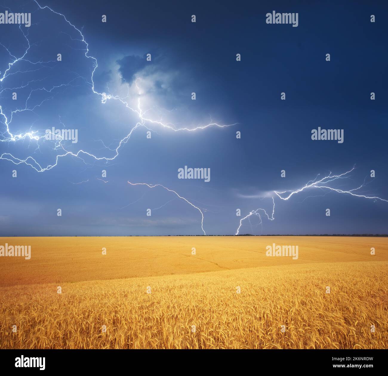 Prato di raccolto di grano e tempo piovoso. Fulmini nel cielo. Composizione della natura. Foto Stock