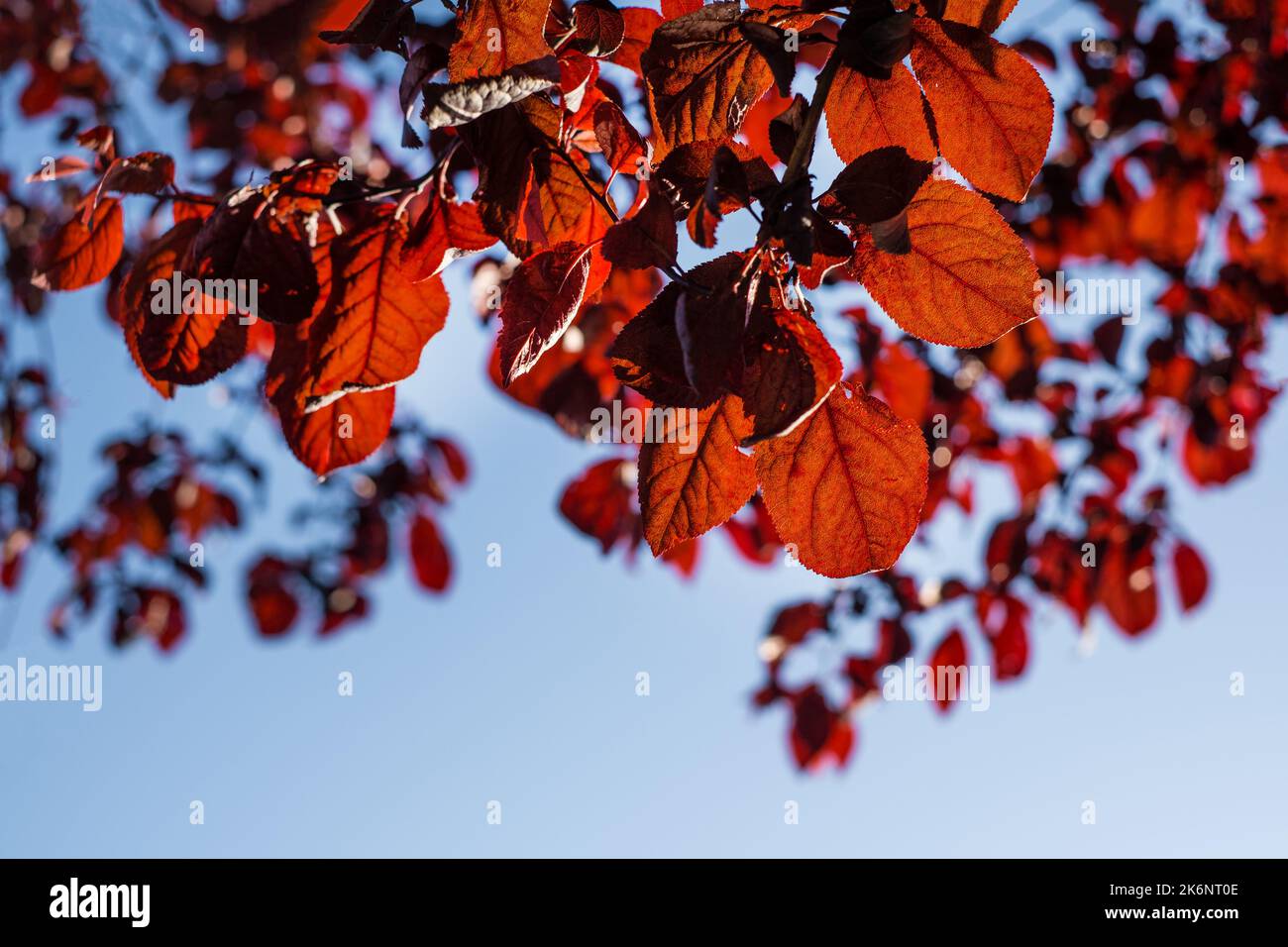 Foglie autunnali colorate rosse, sfondo cielo blu. Concetto autunnale Foto Stock