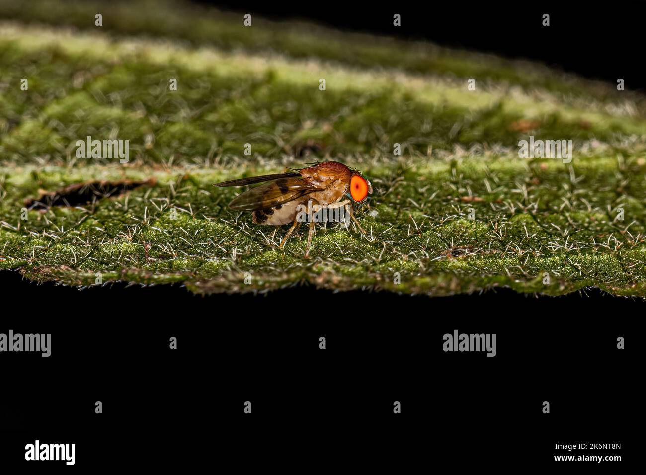Fruit Fly adulto della famiglia Drosophilidae Foto Stock