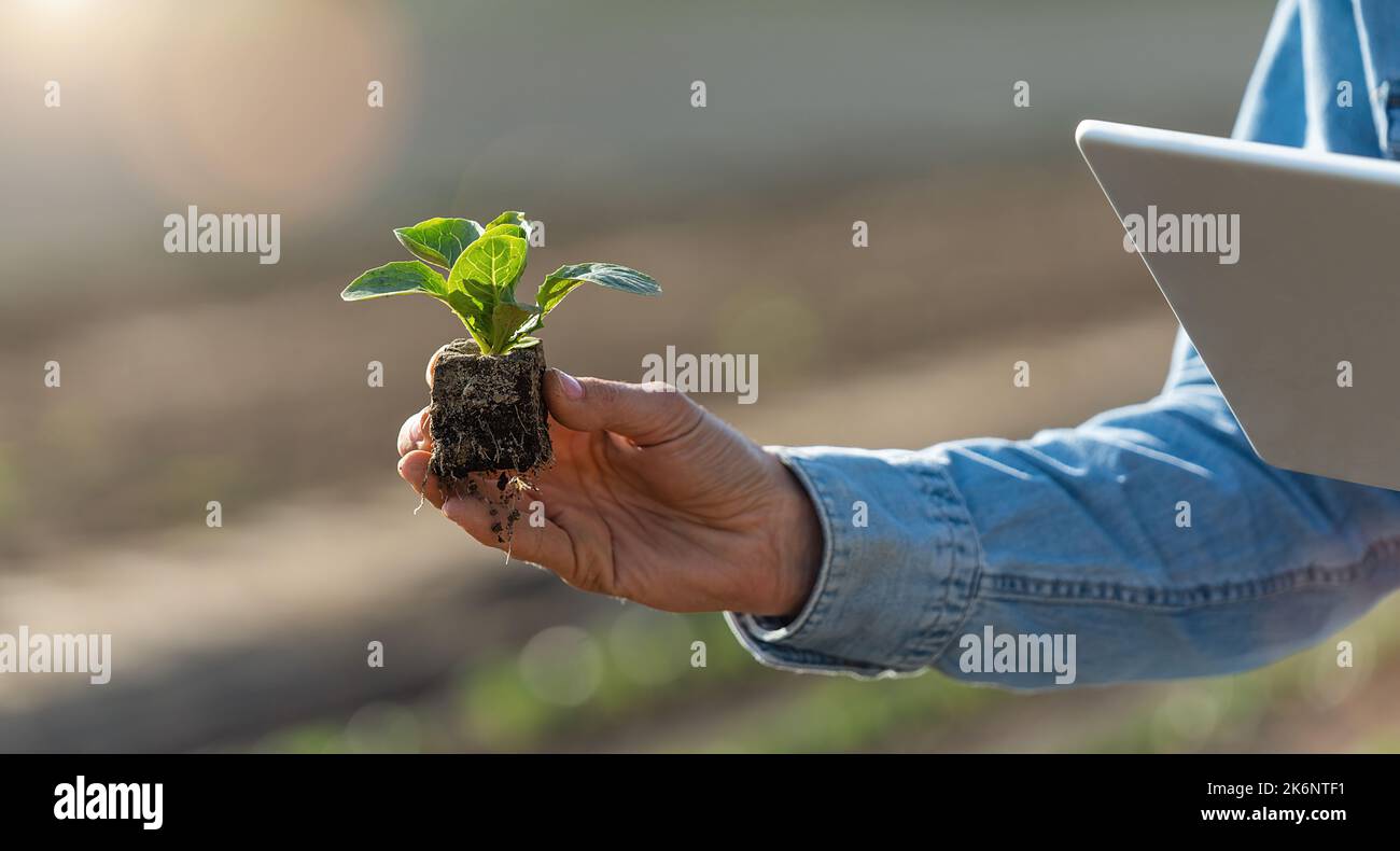 Donna giardiniere che tiene cavolo con radici e tavoletta in mano. Pianta ed esamina seme di cavolo. Agricoltura biologica, giardinaggio e prodotti alimentari locali Foto Stock