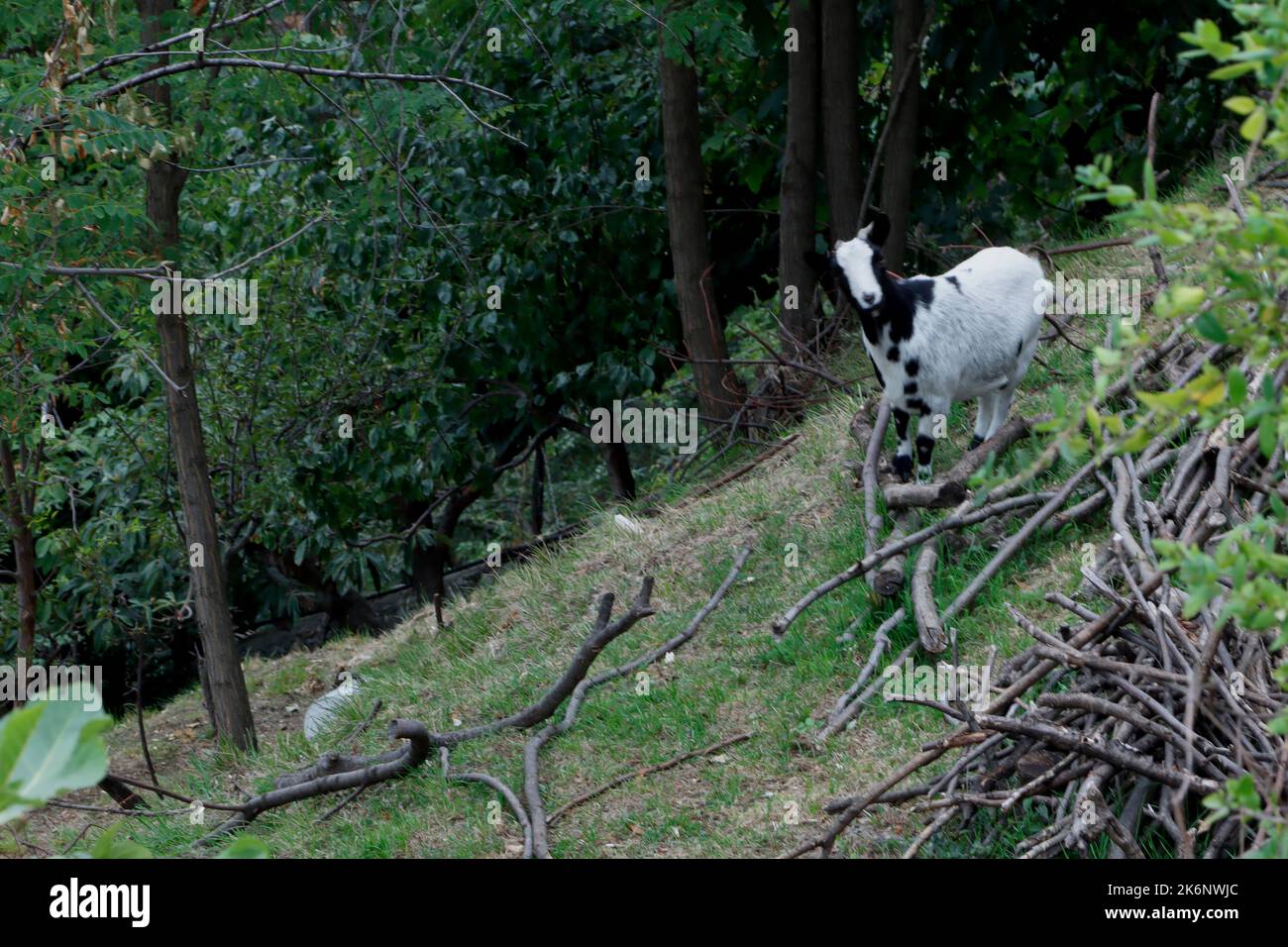 Una capra su una collina in Italia Foto Stock