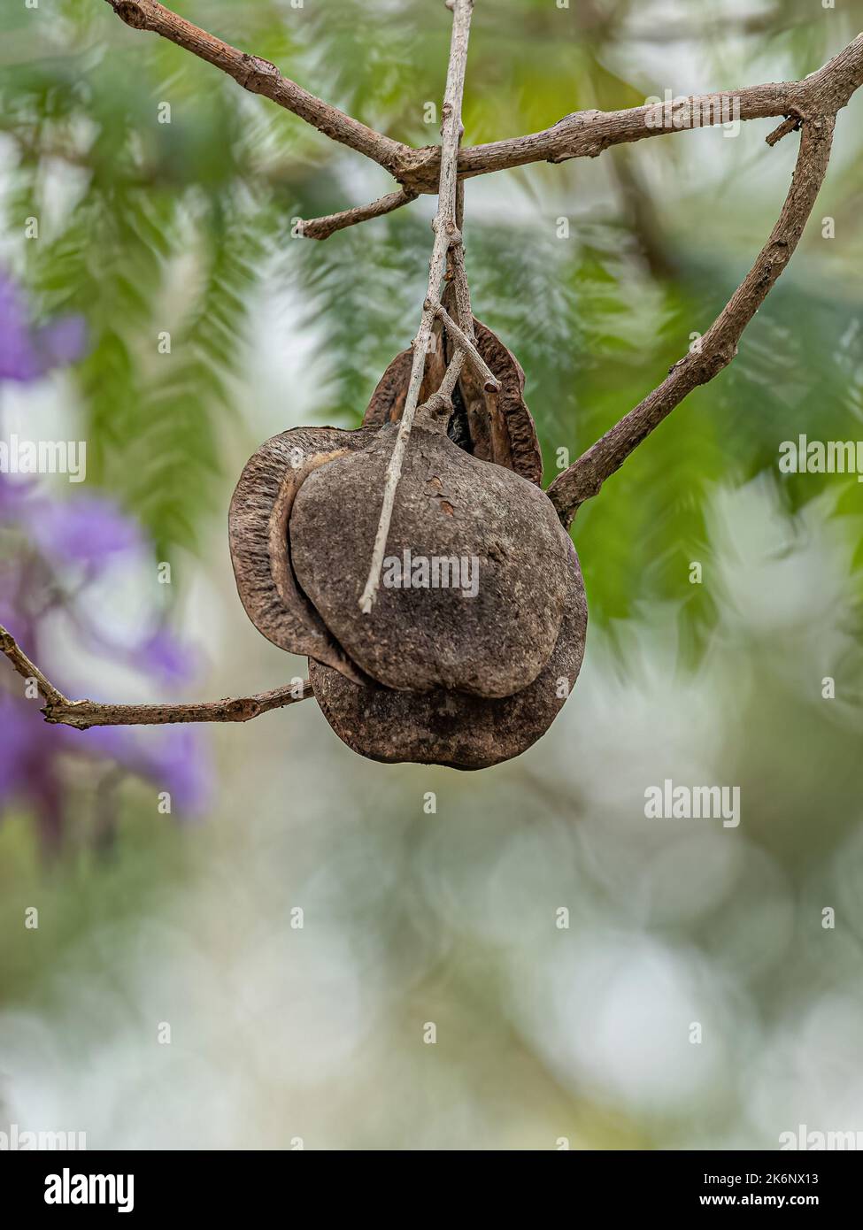 Jacaranda blu frutti di albero della specie Jacaranda mimosifolia Foto Stock