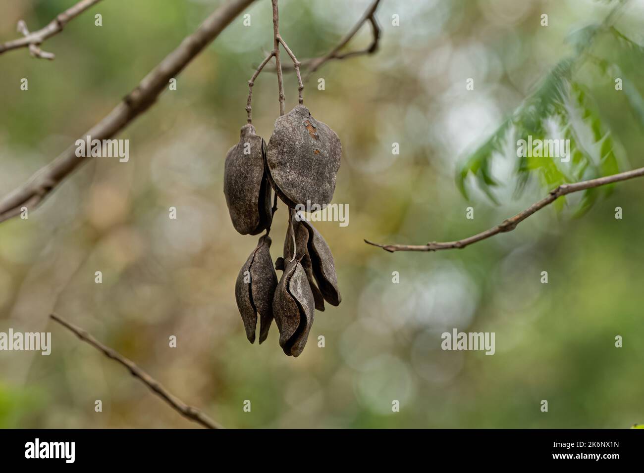 Jacaranda blu frutti di albero della specie Jacaranda mimosifolia Foto Stock