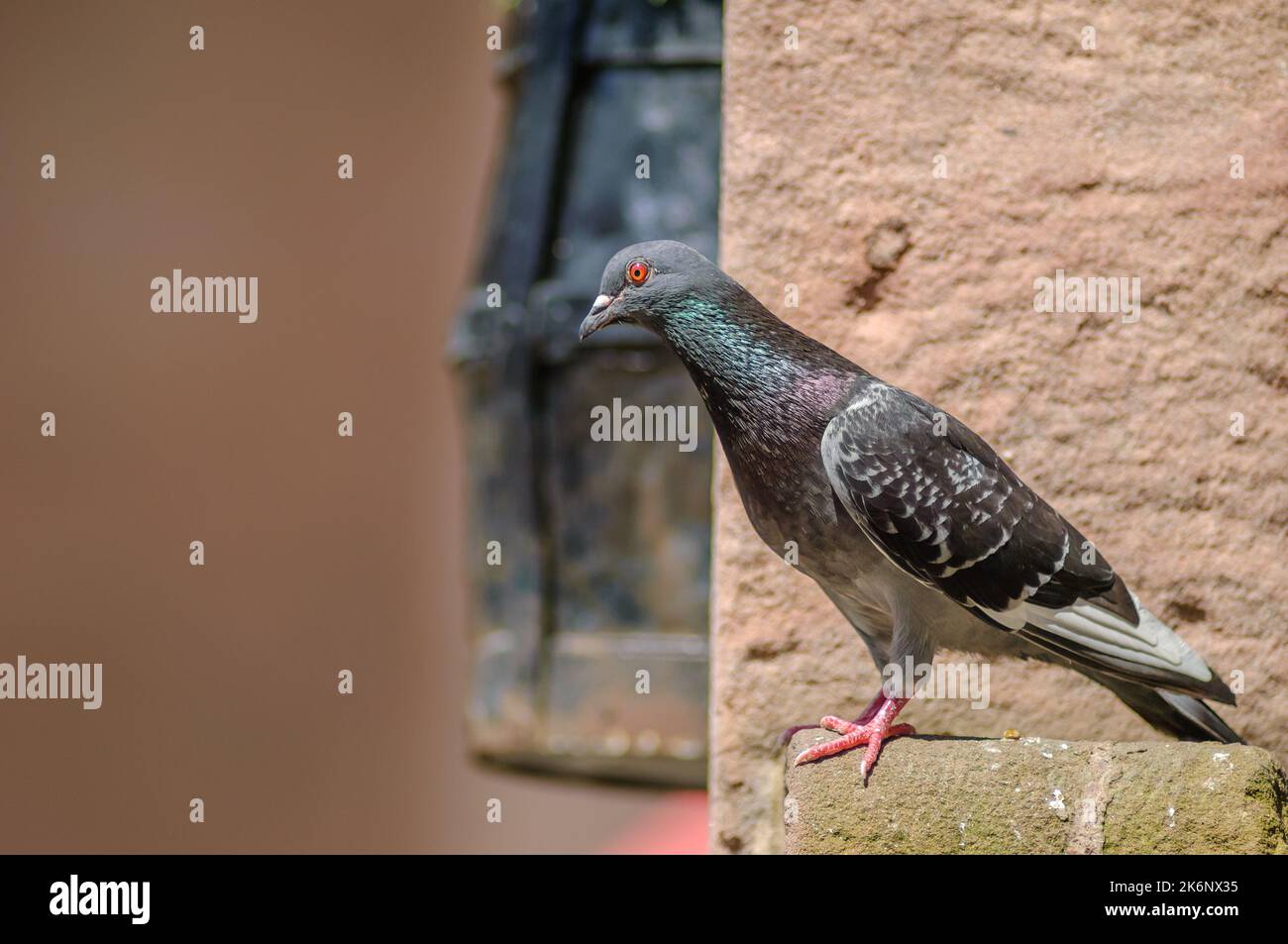 Rock dove (Columba livia) in una città turistica d'estate. Alsazia, Francia. Foto Stock