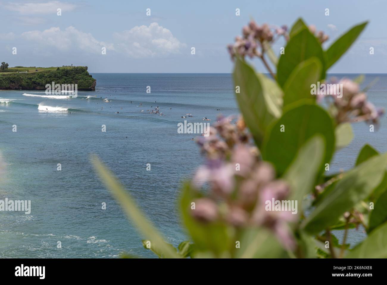 Vista dell'oceano dal punto di osservazione della scogliera di Balangan attraverso Calotropis gigantea o Crown Flower. Bukit, Bali, Indonesia. Foto Stock