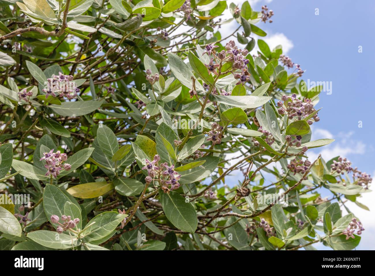 Fioritura Calotropis gigantea o Crown Flower, Bukit, Bali, Indonesia. Foto Stock