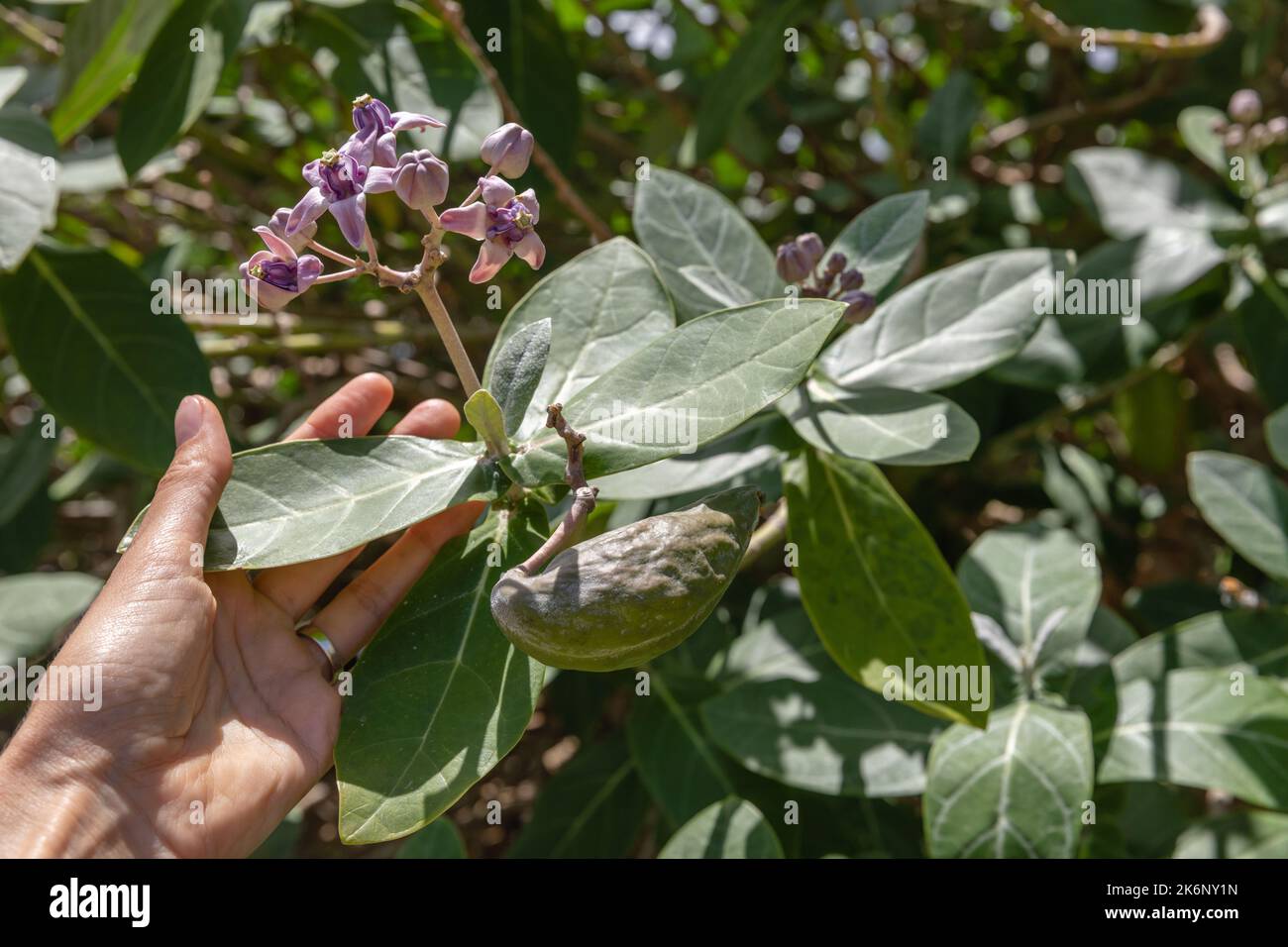 Mano che tiene fiorire Calotropis gigantea o Crown Flower, Bukit, Bali, Indonesia. Foto Stock