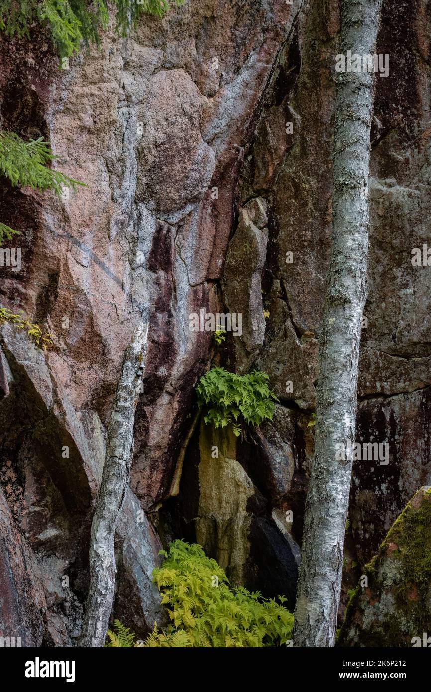 Primo piano di una colorata parete rocciosa di granito nella natura finlandese con foglie verdi di felce al centro Foto Stock