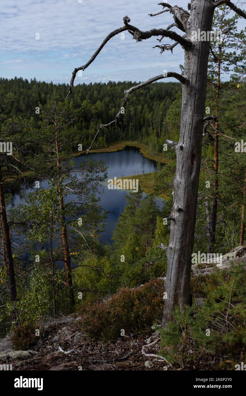 Vista panoramica sulla foresta finlandese e sul lago dal Parco Nazionale di Repovesi a Kouvola, Finlandia meridionale, con un pino morto in primo piano Foto Stock