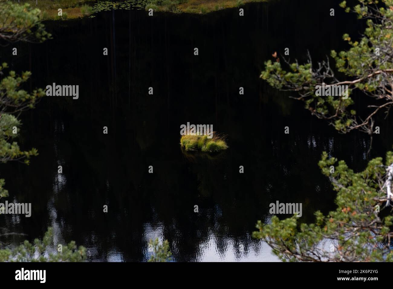 Ciuffo di erba verde sulle acque scure di un lago boschivo finlandese Foto Stock