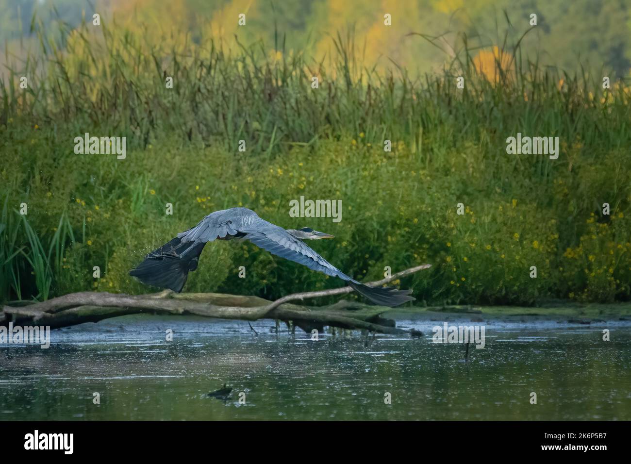 Un grande Heron blu pesca lungo la riva del fiume Kewaunee nella contea di Kewaunee Wisconsin. Queste immagini sono state scattate durante il kayak lungo il fiume. Foto Stock