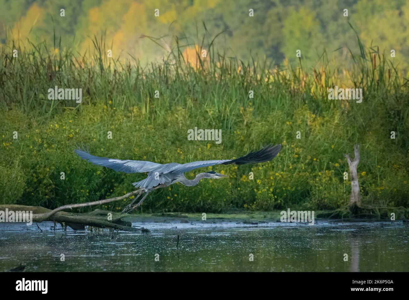 Un grande Heron blu pesca lungo la riva del fiume Kewaunee nella contea di Kewaunee Wisconsin. Queste immagini sono state scattate durante il kayak lungo il fiume. Foto Stock