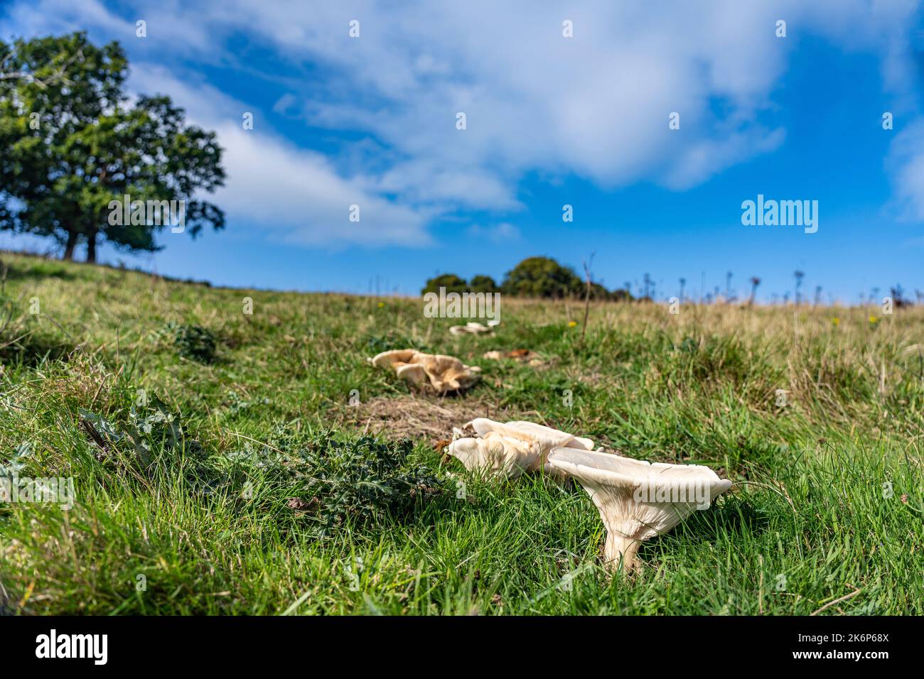 Fungo con cappuccio ad imbuto nel prato nel nord dello yorkshire, Regno Unito Foto Stock