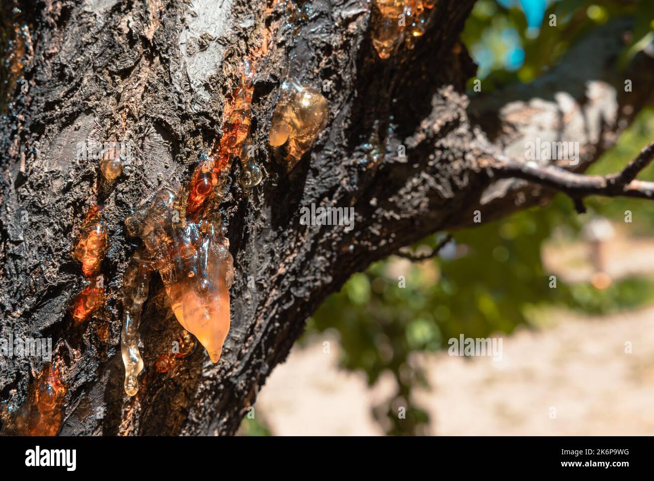 Gocce di resina marrone sull'albicocca in fuoco. orchard o foto di sfondo dell'agricoltura. Foto Stock