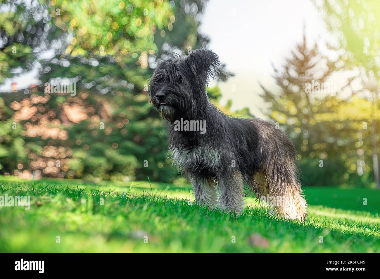 Immagine di un cane pastore catalano in piedi in una zona giardino. Cani pedigree. Amore per gli animali e gli animali domestici Foto Stock
