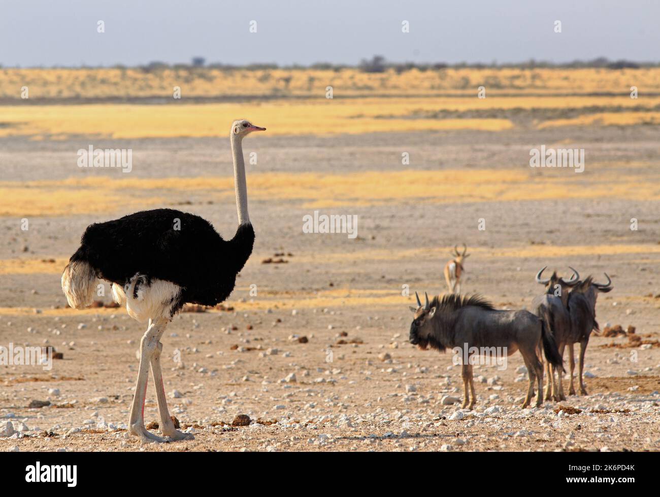 Struzzo maschio sulle pianure di Etosha con una piccola mandria di wildebeest sullo sfondo Foto Stock