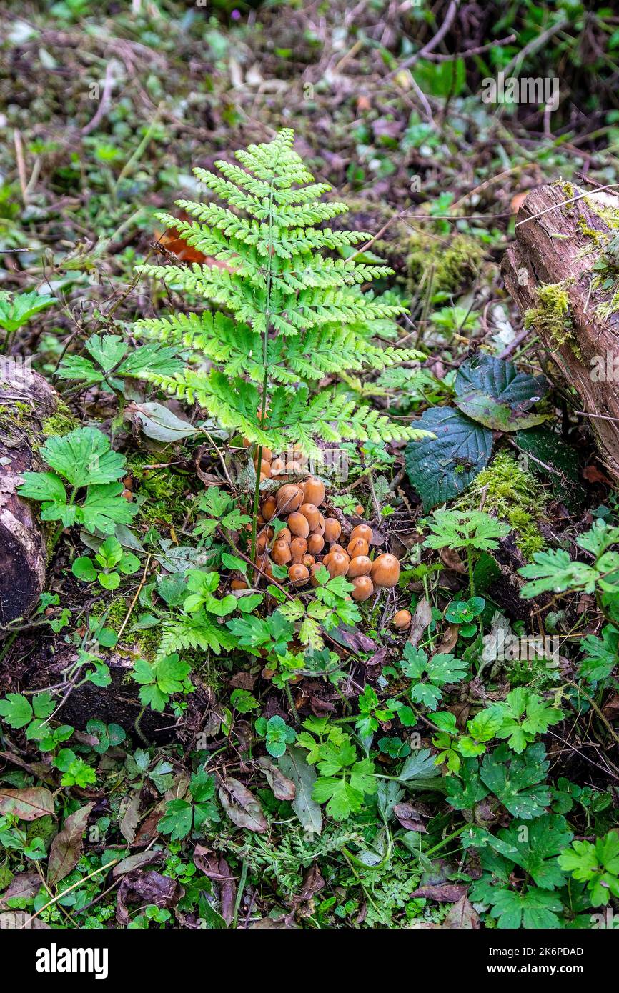 Funghi di autunno Foto Stock
