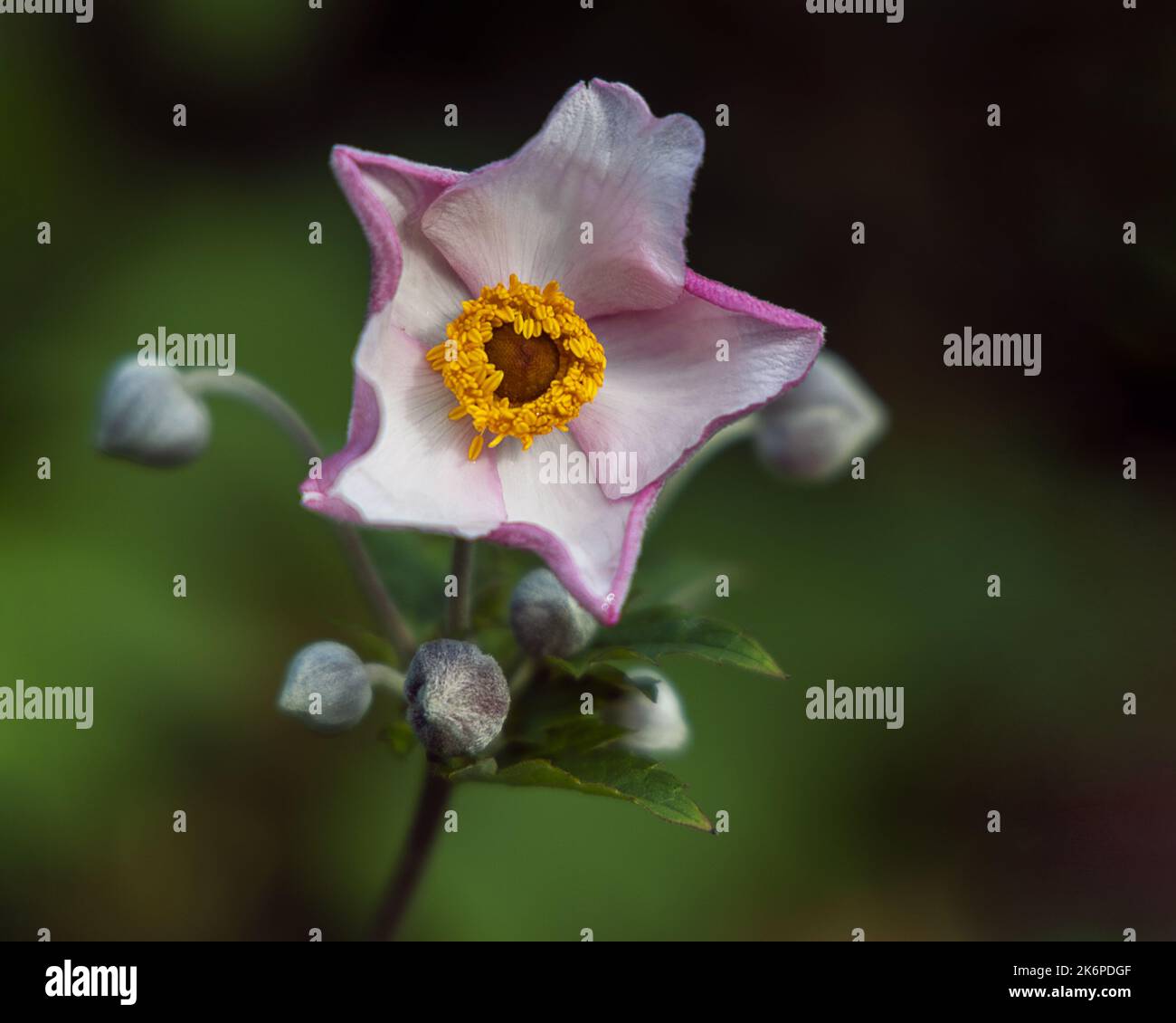 Rosa pallido e fiore di peonia isolato bianco (Paeonia mairei) su sfondo verde Foto Stock