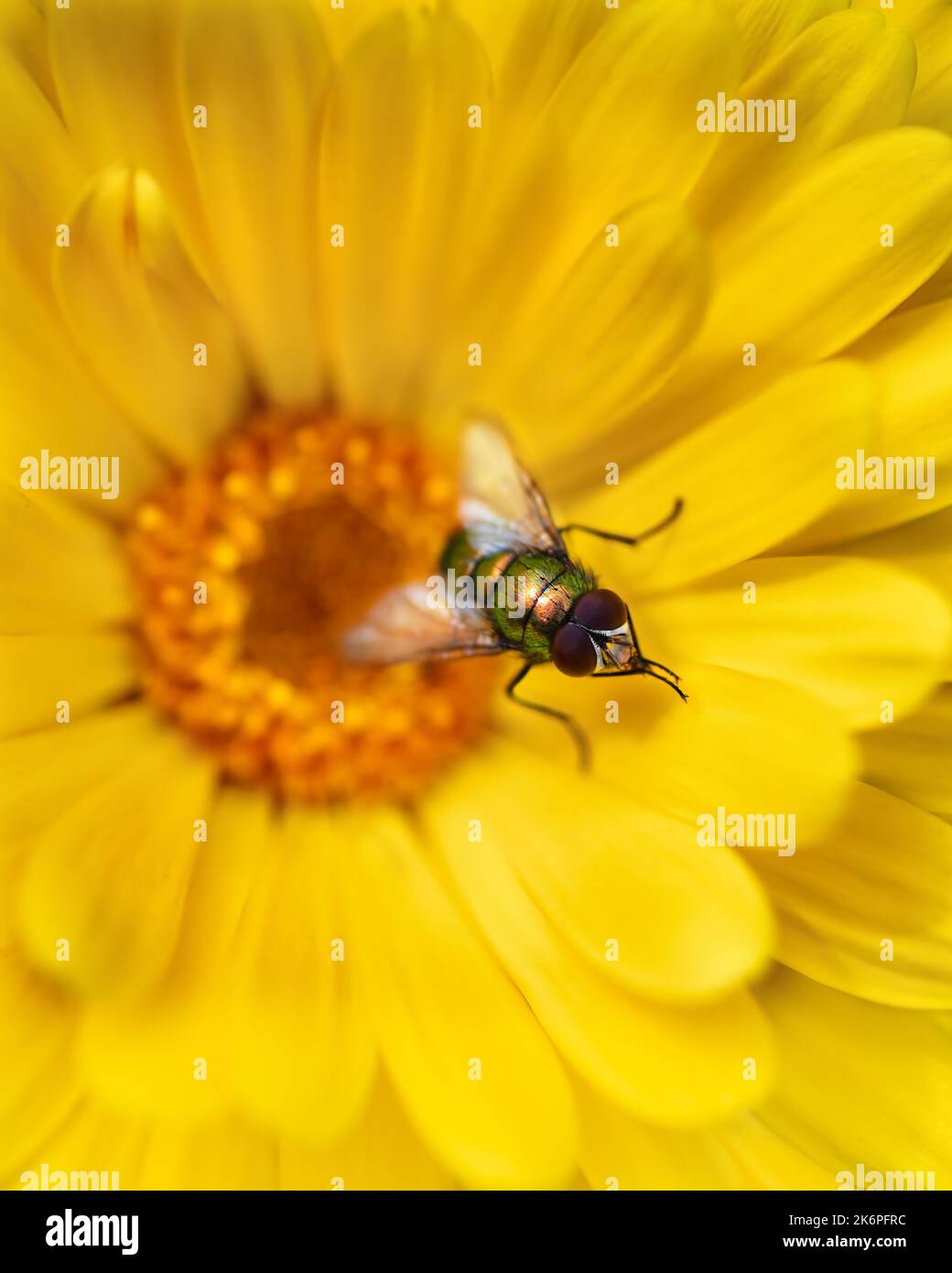 Macro di una mosca verde comune su una marigold gialla (Calendula officinalis) Foto Stock