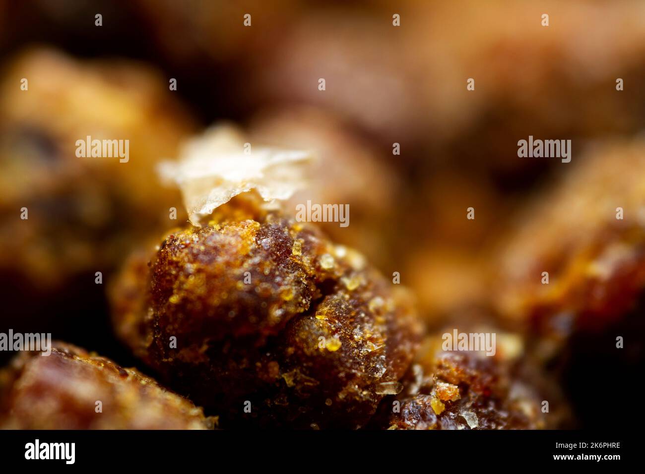 Primo piano estremo di pane di ape. Messa a fuoco selettiva. Profondità di campo poco profonda Foto Stock