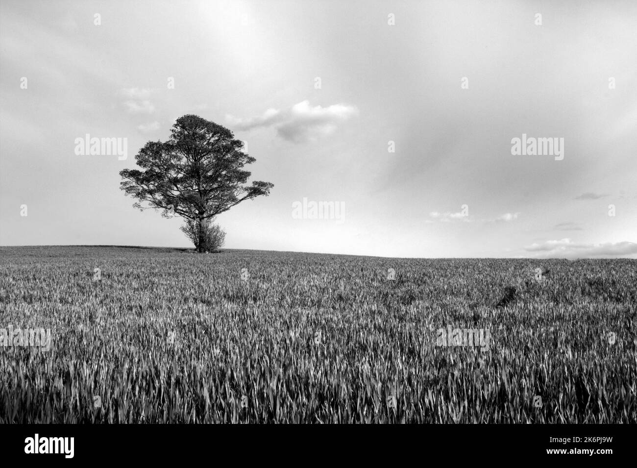 Un albero solistico su un campo di mais di inizio estate Foto Stock