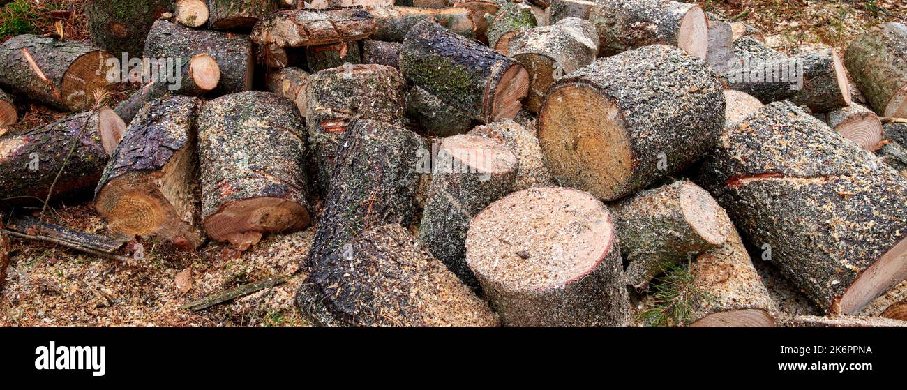 Preparazione di legna da ardere per l'inverno. Pile di legna da ardere nella foresta. Legna da ardere di fondo. Alberi segati e tritati. Legna da ardere di legno di logs. Impilata. Foto Stock