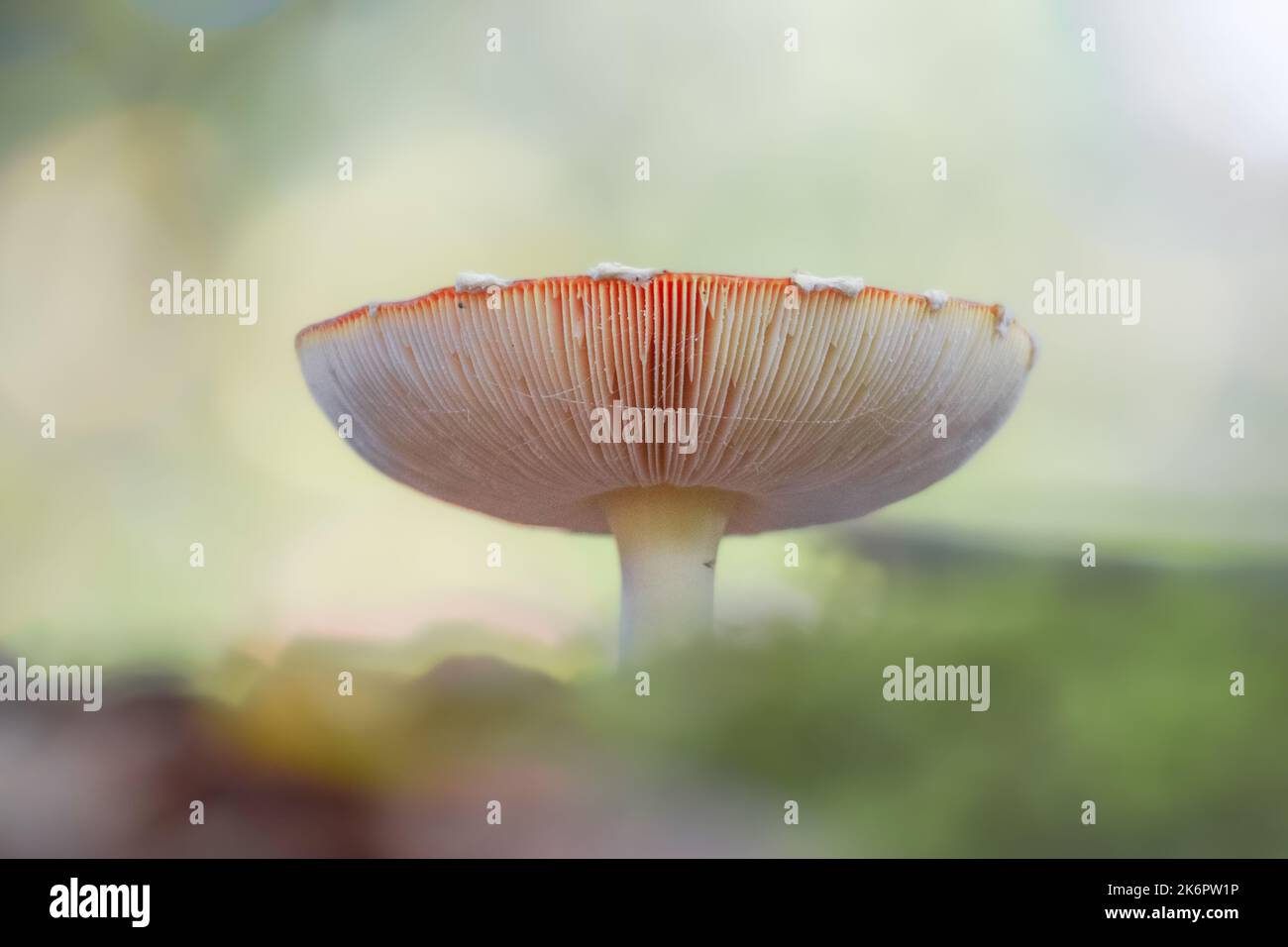 Fungo rosso e bianco (agarico mosca) con sfondo bokeh sfocato Foto Stock