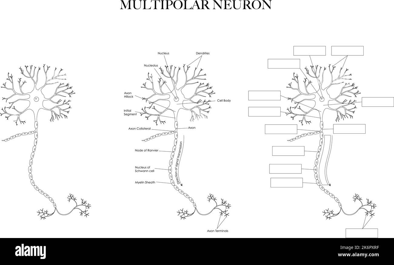 Illustrazione grafica dell'anatomia di Neuron (Nerve Cell) in bianco e nero. Immagini etichettate e non etichettate per la colorazione e l'apprendimento della struttura neuronale. Illustrazione Vettoriale