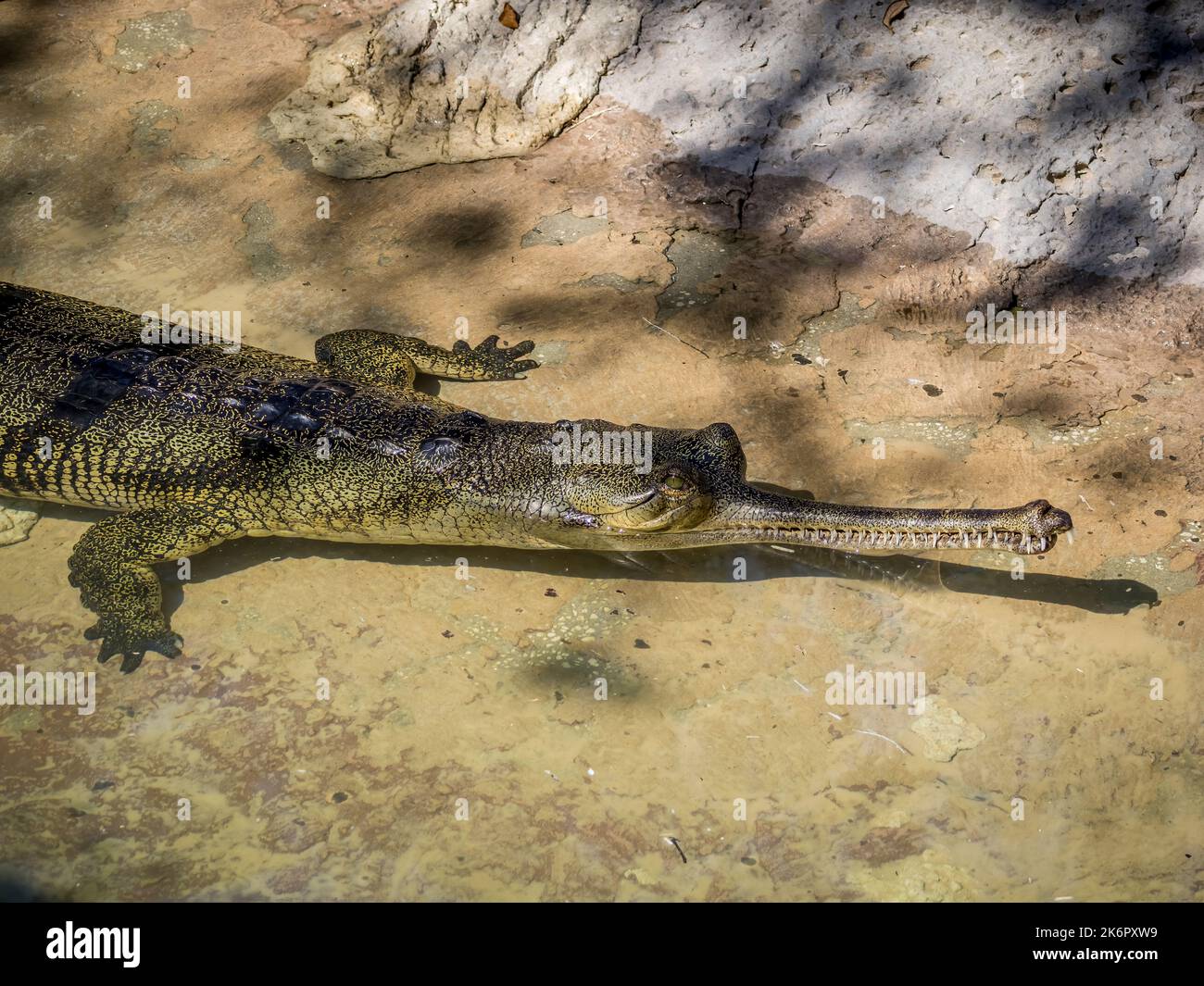 Gavialis gangeticus (Gavialis gangeticus) anche conosciuto come coccodrillo gaviale o che mangia pesce, Foto Stock