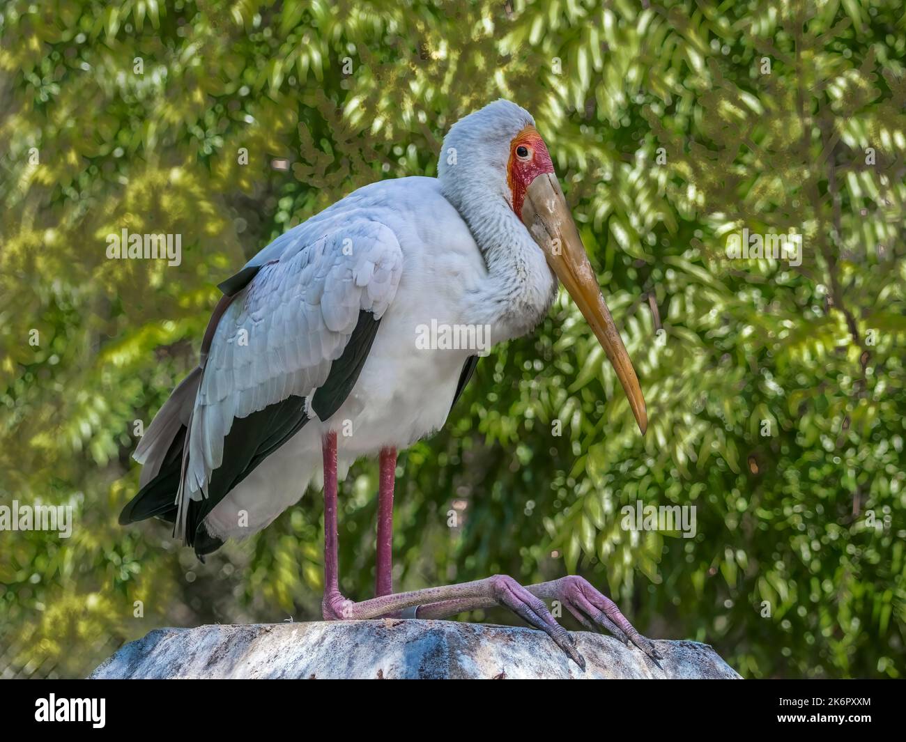 Le scorte con fattura gialla (Mycteria ibis), chiamate anche Wood Stock o IWood Ibis, sono un uccello africano. Foto Stock