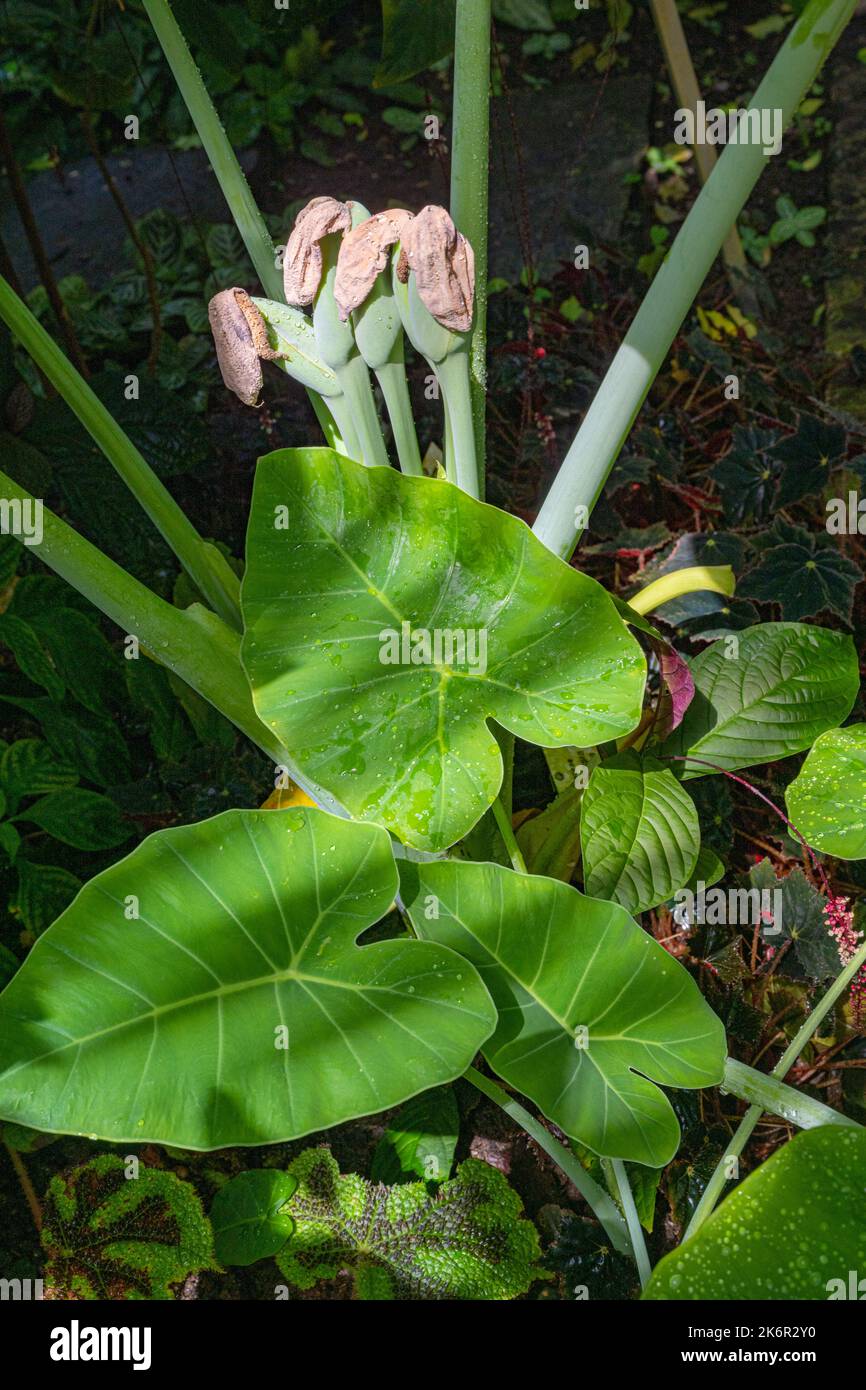 Taro gigante (colocasia gigantea), pianta fiorita (Famiglia: Araceae) Foto Stock