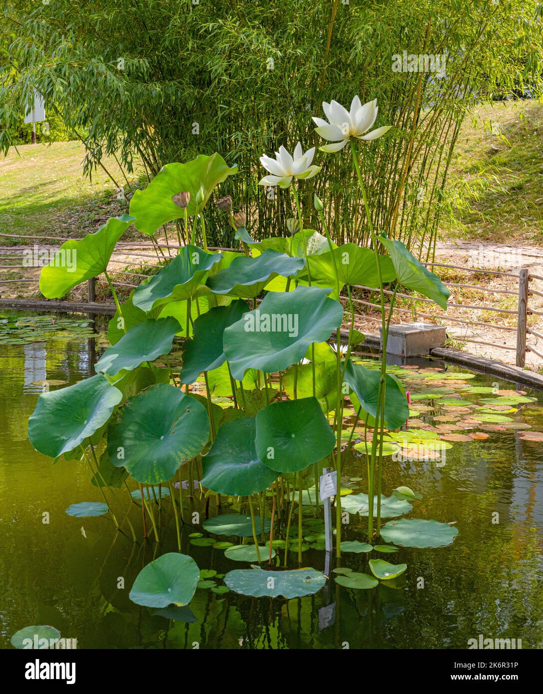 Foglia di loto americano (Nelumbo lutea) in un piccolo stagno. Giardino botanico di Friburgo Foto Stock