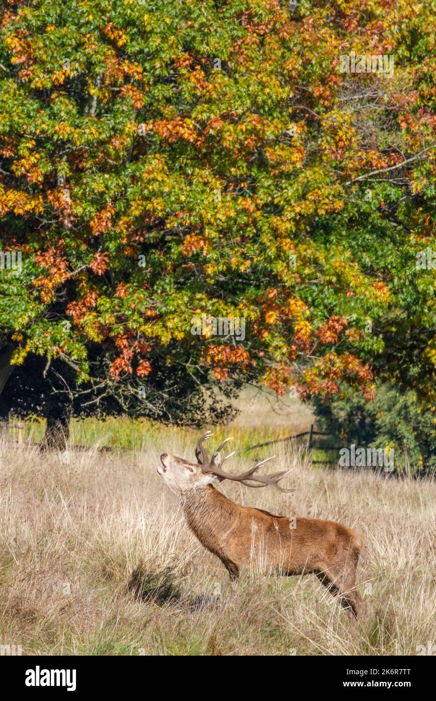 Cervo rosso Cervus elaphus durante la stagione di rutting al parco nazionale di Tatton Park Knutsford Cheshire Inghilterra Foto Stock