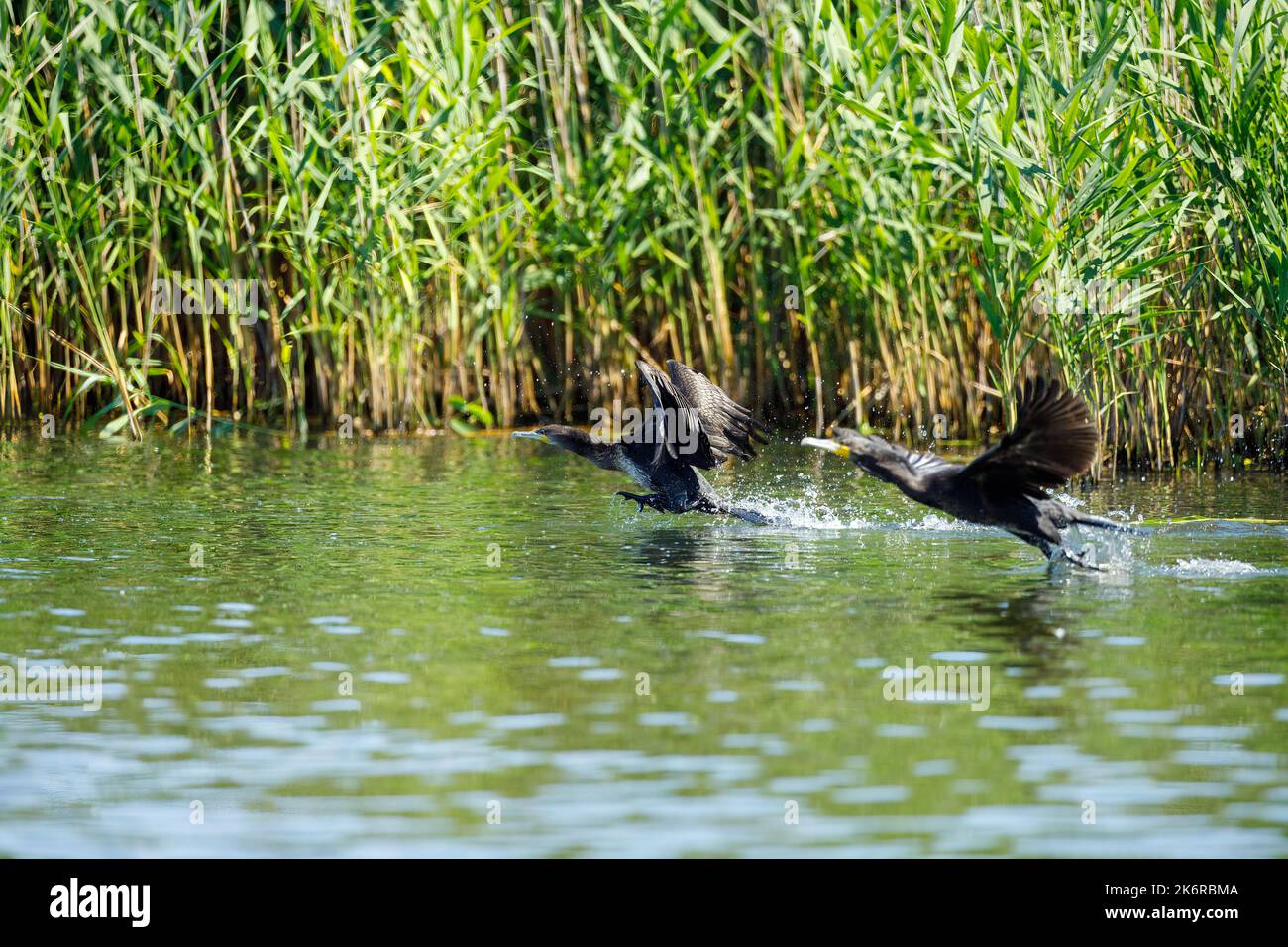 Grandi cormorani neri nel Delta del Danubio Foto Stock