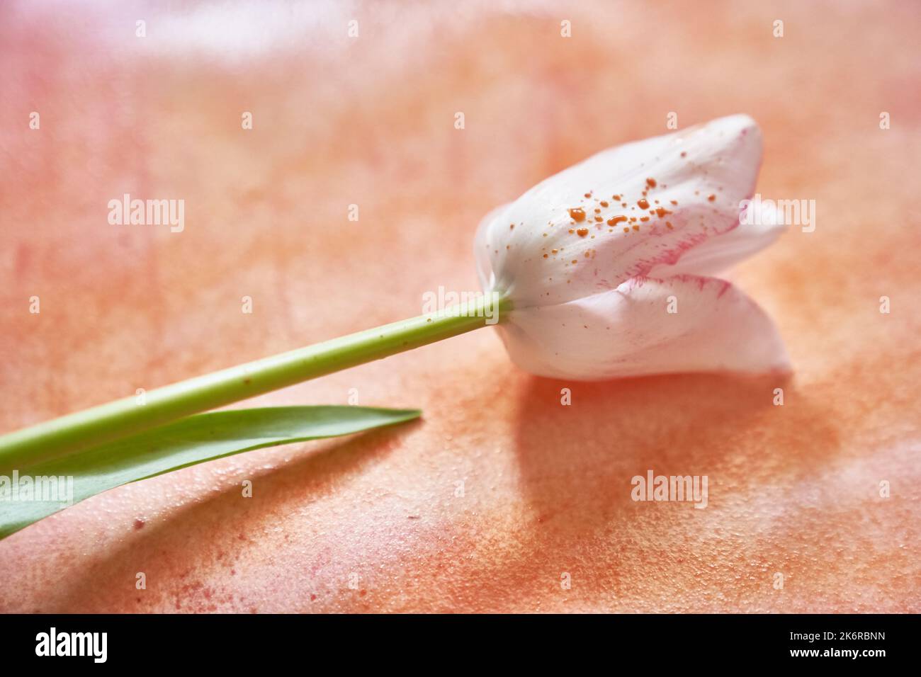 Un elegante tulipano per il tuo design.un tulipano bianco con gocce di vernice si trova su carta dipinta con acquerello arancione. Foto di alta qualità Foto Stock