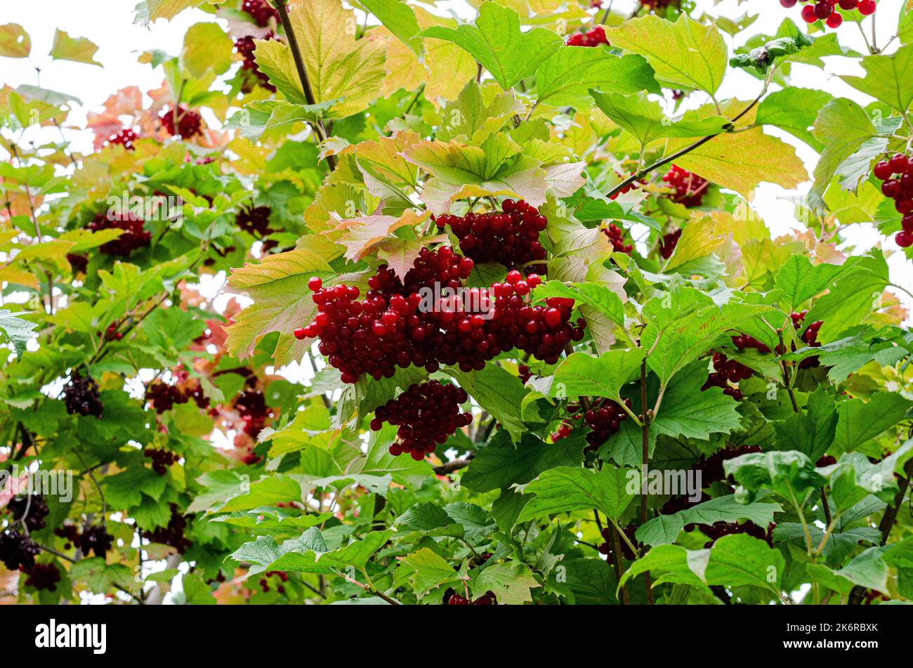 viburnum rosso sui rami. Primo piano di grappoli rossi di viburno maturo su un ramo alla luce del sole autunnale. Riburnum opulus guelder-rosa bacche su un ramoscello Foto Stock